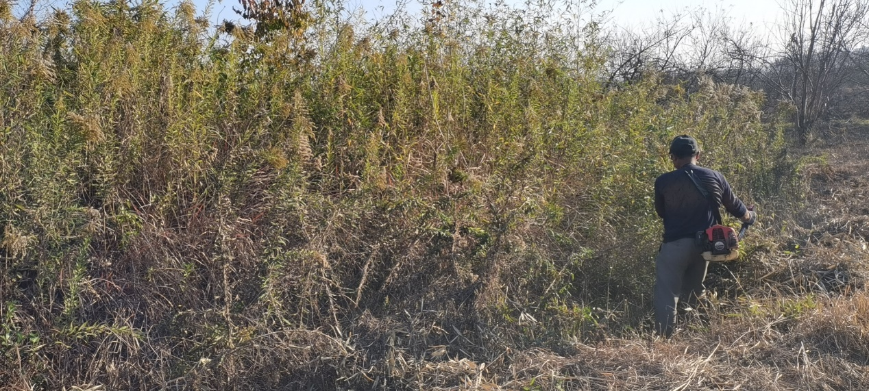 乡村振兴公司开展加拿大一枝黄花清除工作